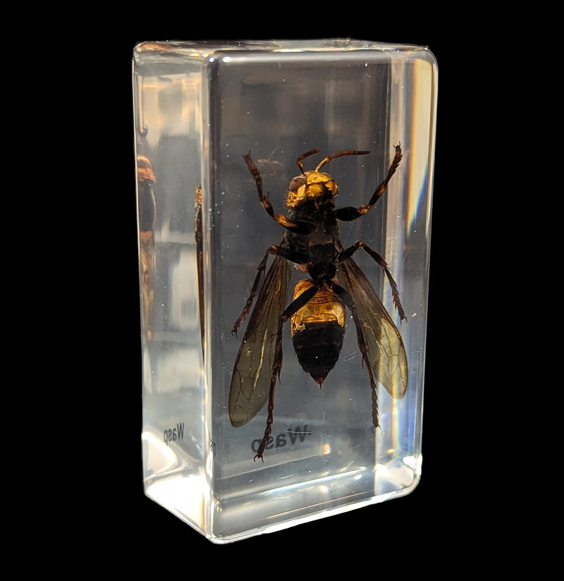 Wasp In Acrylic-Insects-Real Insect Company-PaxtonGate