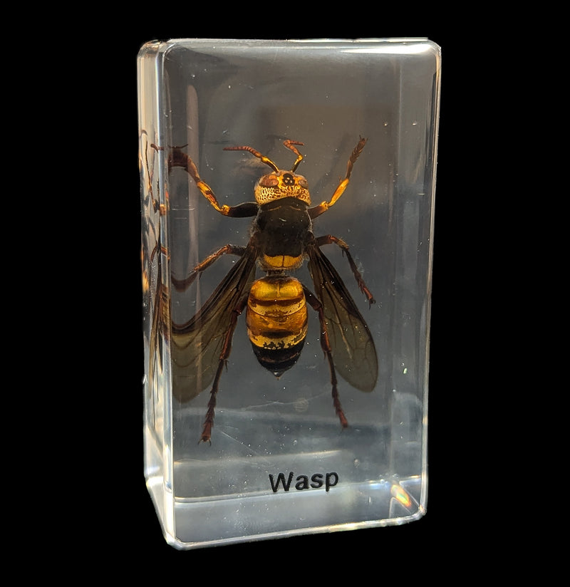 Wasp In Acrylic-Insects-Real Insect Company-PaxtonGate