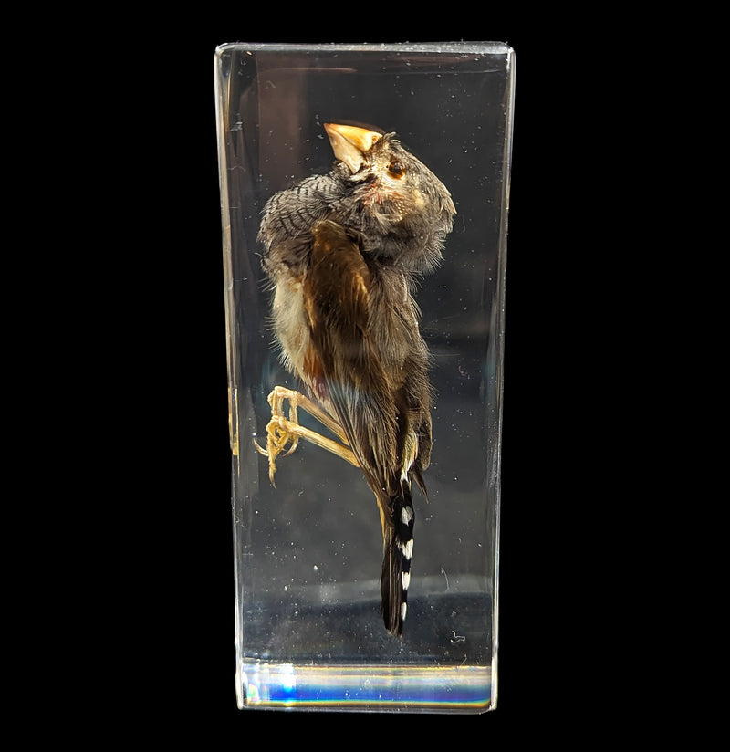 Zebra Finch In Resin-Taxidermy-Insects in Resin-PaxtonGate