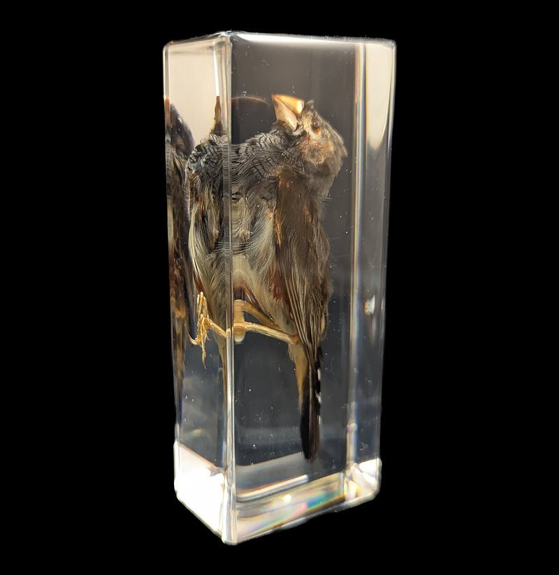 Zebra Finch In Resin-Taxidermy-Insects in Resin-PaxtonGate