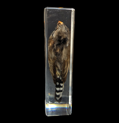 Zebra Finch In Resin-Taxidermy-Insects in Resin-PaxtonGate
