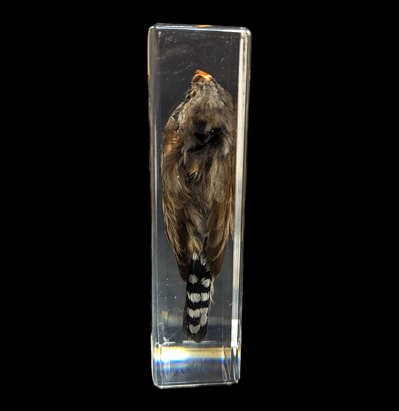 Zebra Finch In Resin-Taxidermy-Insects in Resin-PaxtonGate