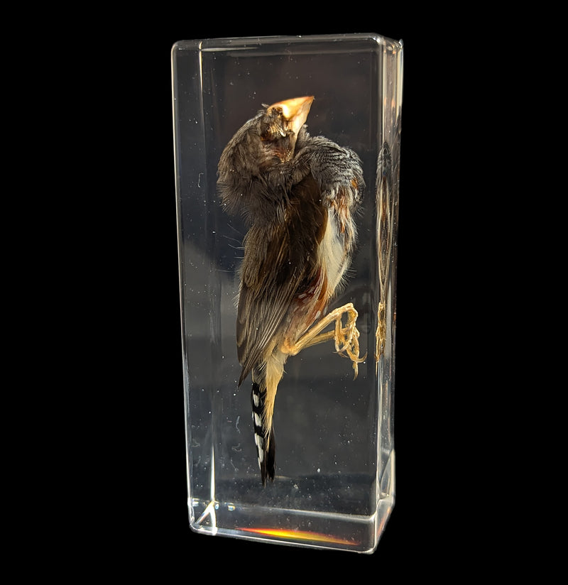 Zebra Finch In Resin-Taxidermy-Insects in Resin-PaxtonGate