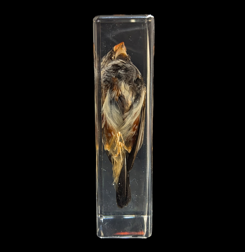 Zebra Finch In Resin-Taxidermy-Insects in Resin-PaxtonGate
