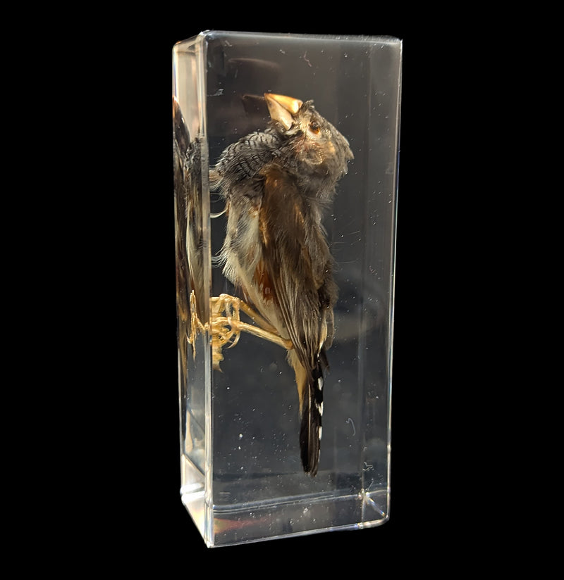 Zebra Finch In Resin-Taxidermy-Insects in Resin-PaxtonGate