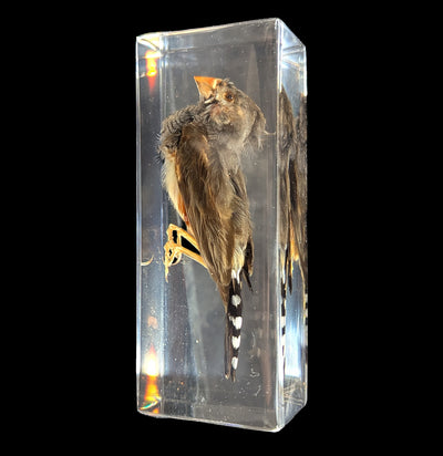 Zebra Finch In Resin-Taxidermy-Insects in Resin-PaxtonGate
