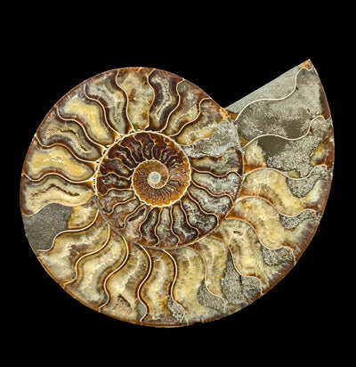 Cut and polished agatized ammonite pair specimen A-Fossils-Enter the Earth-PaxtonGate