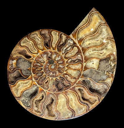 Cut and polished agatized ammonite pair specimen B-Fossils-Enter the Earth-PaxtonGate