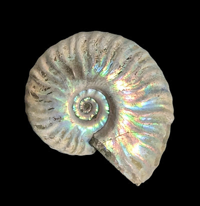 Ammonite Mother of Pearl-Fossils-FossilMineral Giebfried-PaxtonGate