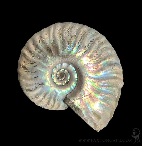 Madagascan Mother of Pearl Ammonite For Sale