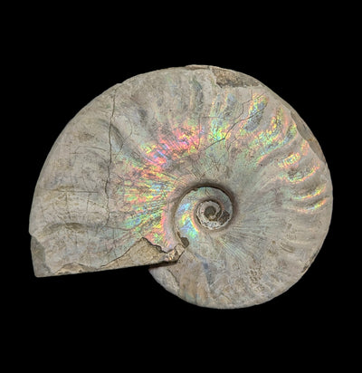 Ammonite Mother of Pearl-Fossils-FossilMineral Giebfried-PaxtonGate