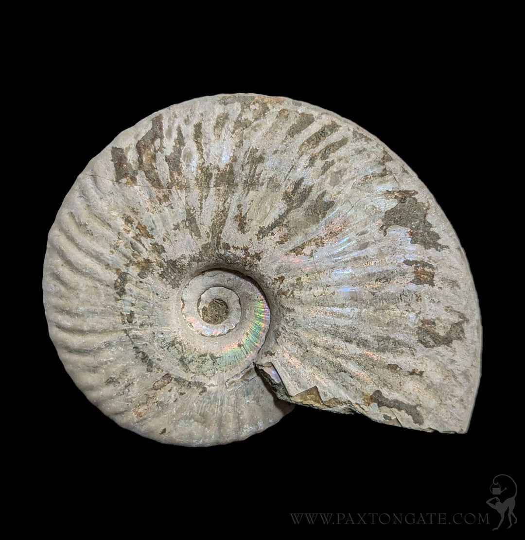Madagascan Mother of Pearl Ammonite For Sale | Paxton Gate display picture 3