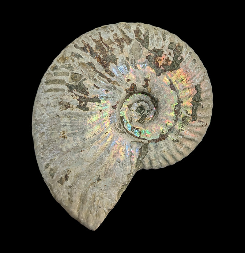 Ammonite Mother of Pearl-Fossils-FossilMineral Giebfried-PaxtonGate