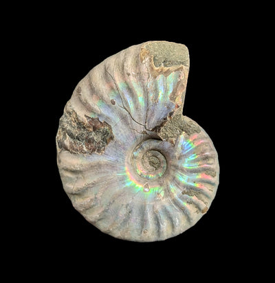 Ammonite Mother of Pearl-Fossils-FossilMineral Giebfried-PaxtonGate