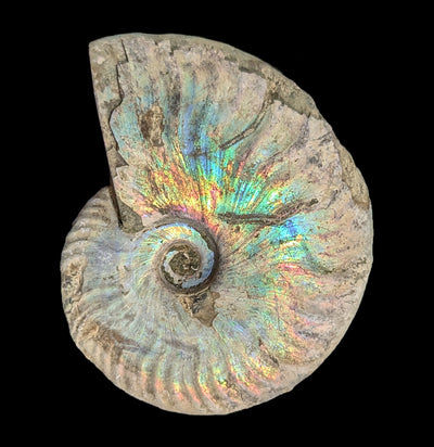 Ammonite Mother of Pearl-Fossils-FossilMineral Giebfried-PaxtonGate