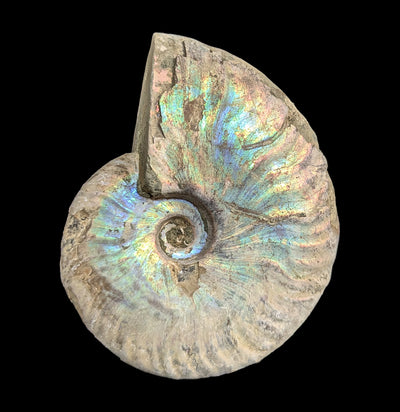 Ammonite Mother of Pearl-Fossils-FossilMineral Giebfried-PaxtonGate