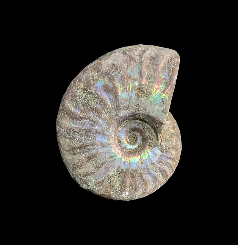 Ammonite Mother of Pearl-Fossils-FossilMineral Giebfried-PaxtonGate