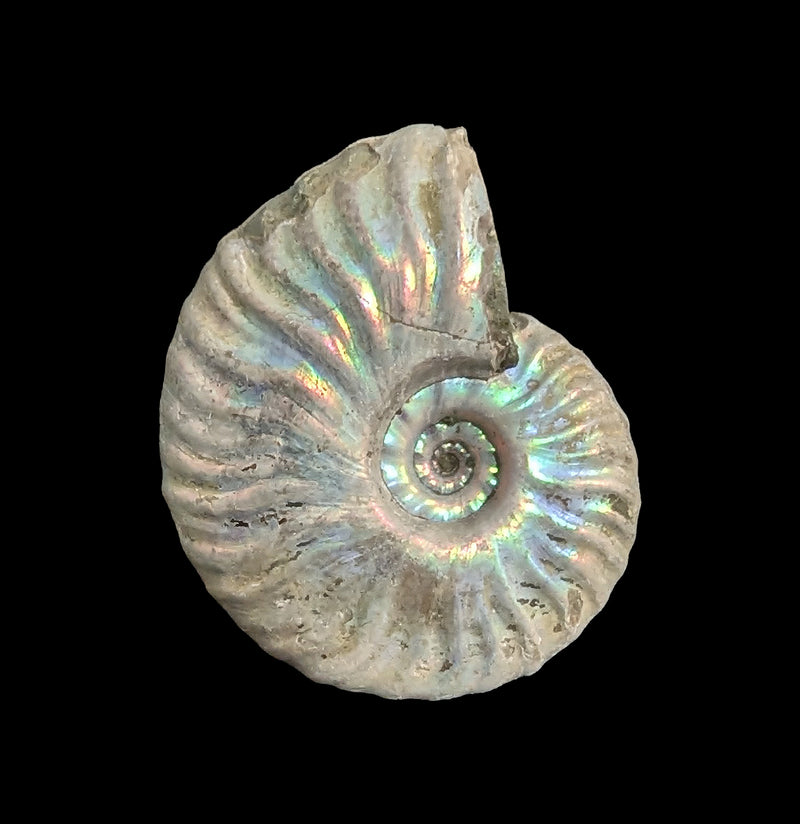 Ammonite Mother of Pearl-Fossils-FossilMineral Giebfried-PaxtonGate