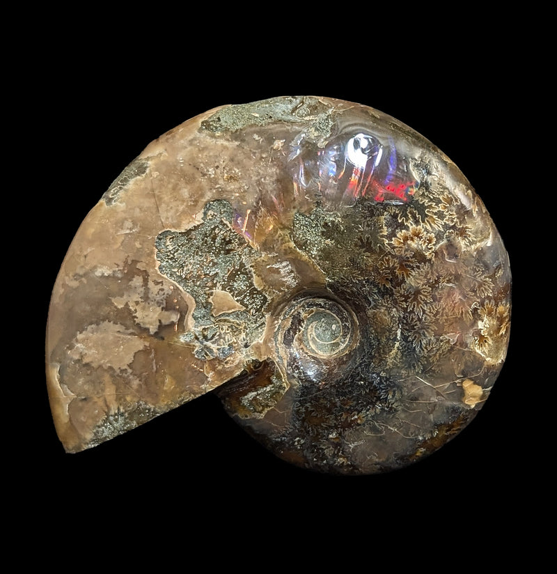 Iridescent Polished Red Ammonite-Fossils-FossilMineral Giebfried-PaxtonGate