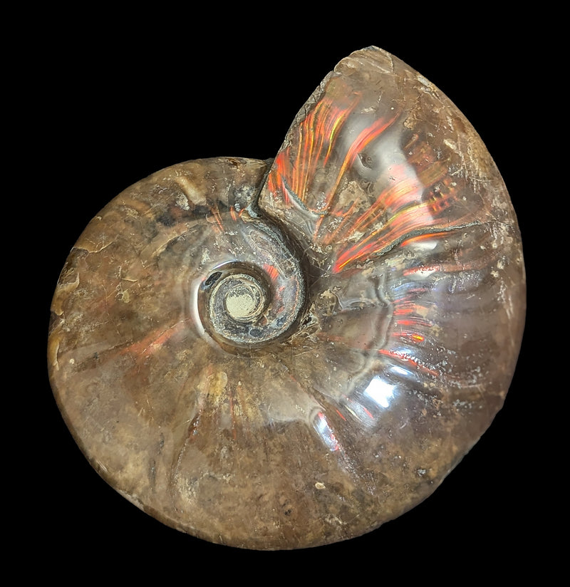 Iridescent Polished Red Ammonite-Fossils-FossilMineral Giebfried-PaxtonGate