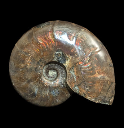 Iridescent Polished Red Ammonite-Fossils-FossilMineral Giebfried-PaxtonGate