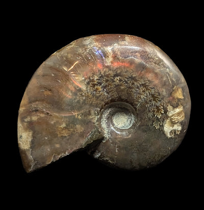 Iridescent Polished Red Ammonite-Fossils-FossilMineral Giebfried-PaxtonGate