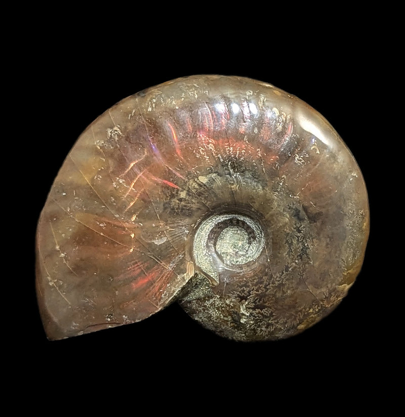 Iridescent Polished Red Ammonite-Fossils-FossilMineral Giebfried-PaxtonGate