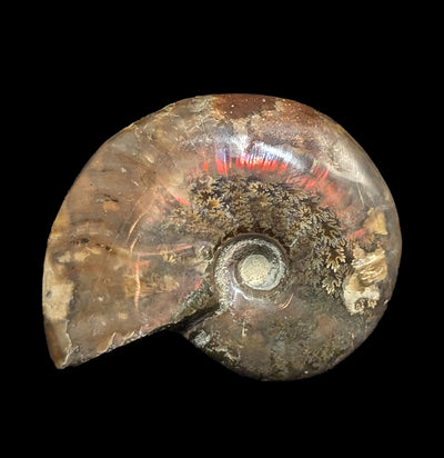 Iridescent Polished Red Ammonite-Fossils-FossilMineral Giebfried-PaxtonGate