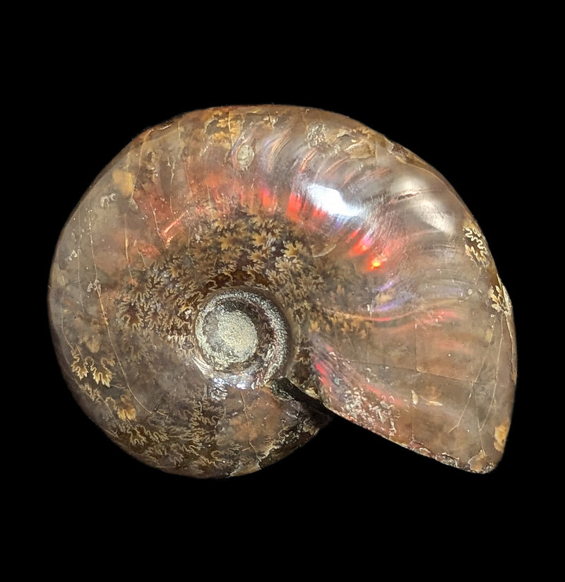 Iridescent Polished Red Ammonite-Fossils-FossilMineral Giebfried-PaxtonGate