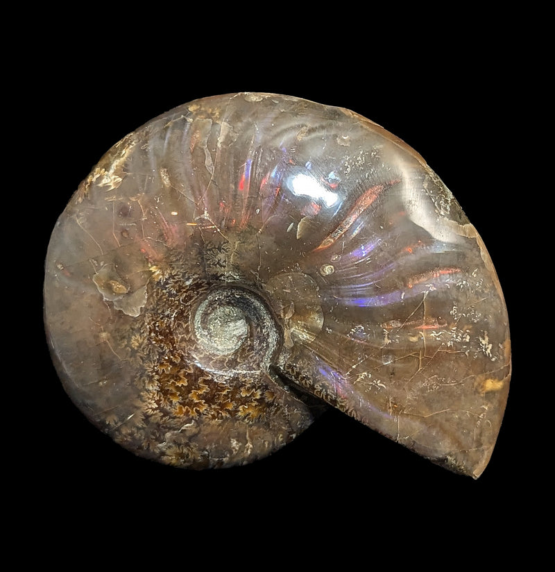 Iridescent Polished Red Ammonite-Fossils-FossilMineral Giebfried-PaxtonGate