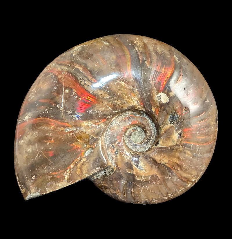 Iridescent Polished Red Ammonite-Fossils-FossilMineral Giebfried-PaxtonGate