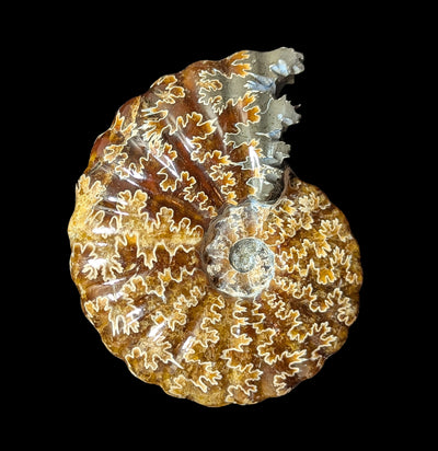 Agatized Ceratites Nodosus Ammonite Specimen D-Fossils-FossilMineral Giebfried-PaxtonGate