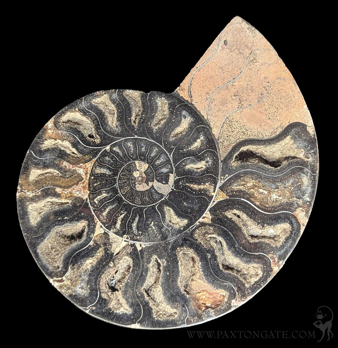 Agatized Black Ammonite Fossil Pair For Sale | Paxton Gate