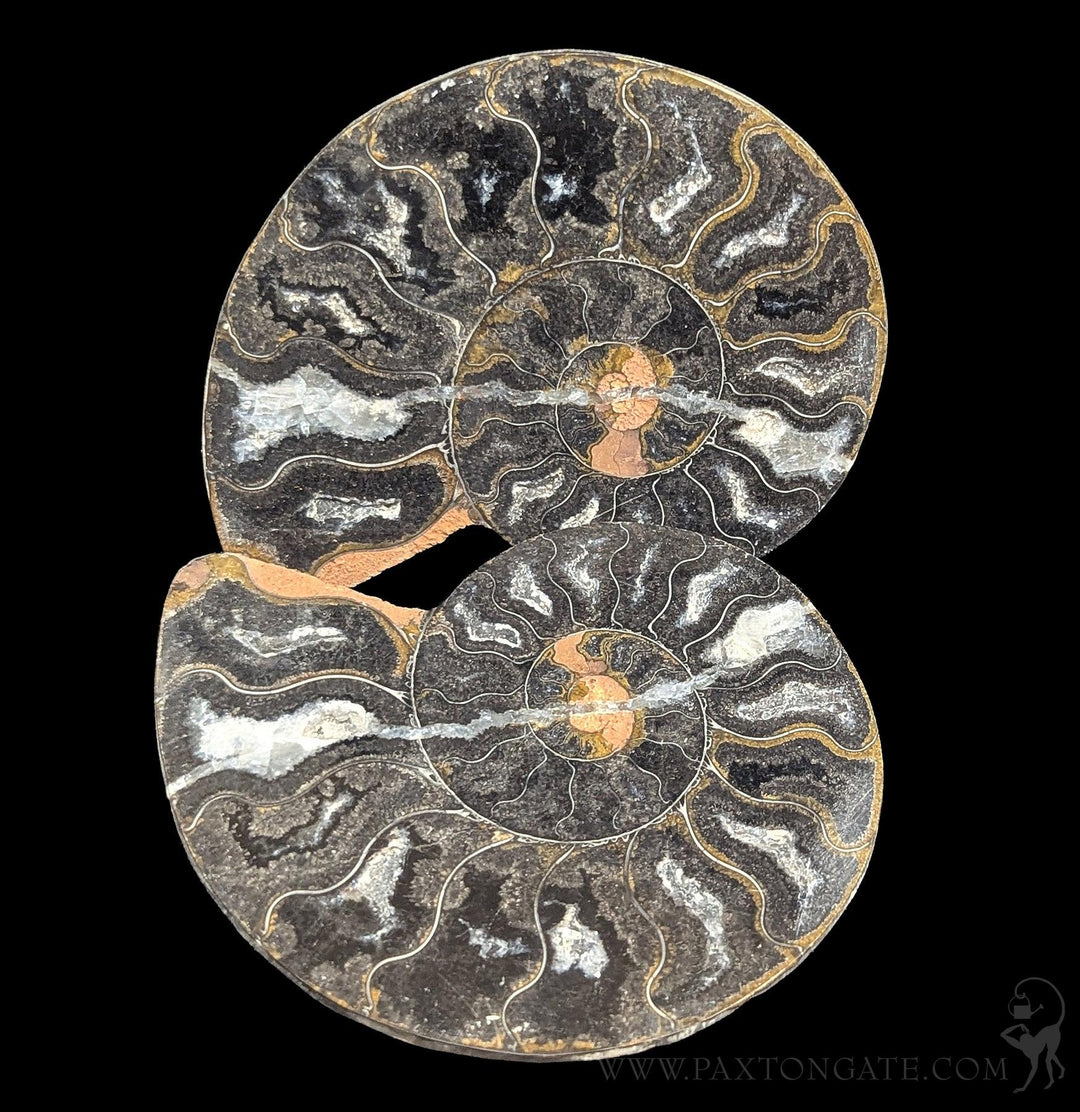 Agatized Black Ammonite Fossil Pair For Sale | Paxton Gate