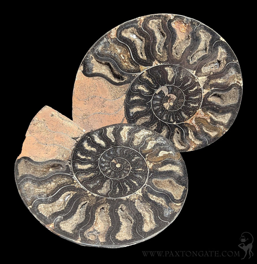 Fossils & Prehistoric Specimens | Paxton Gate