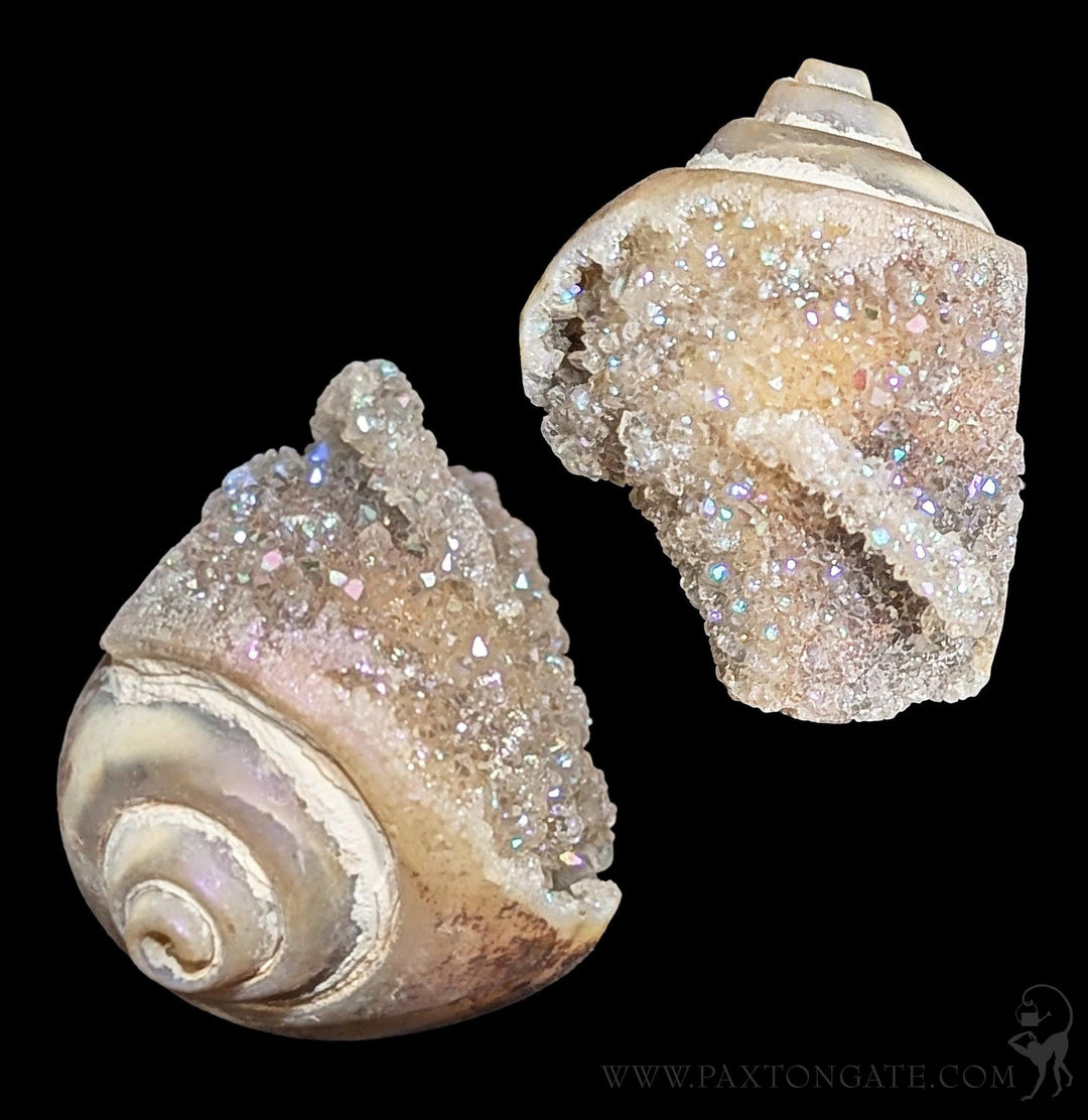 Opal Aura Fossil Gastropod Shell For Sale | Paxton Gate