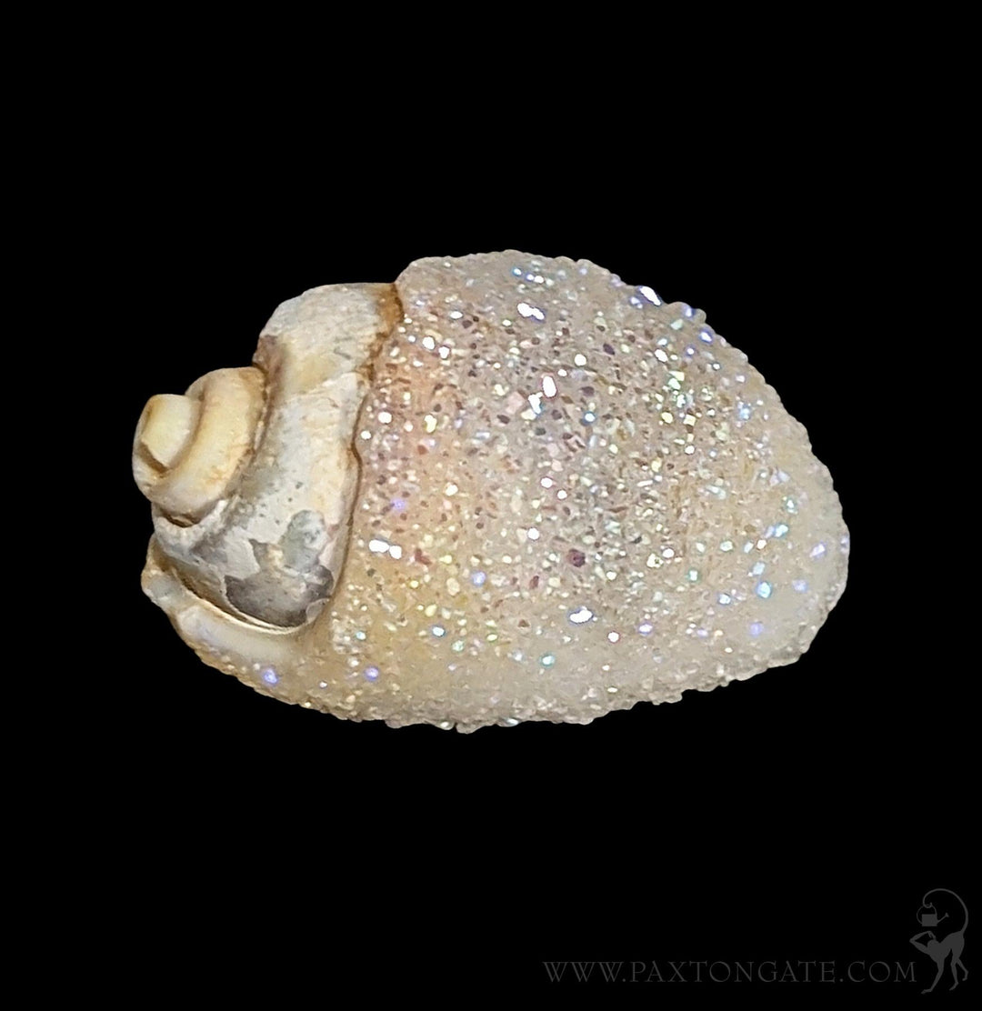 貝殻 Oocorys Lussii Opal Aura Fossil Gastropod Shell For Sale | Paxton Gate