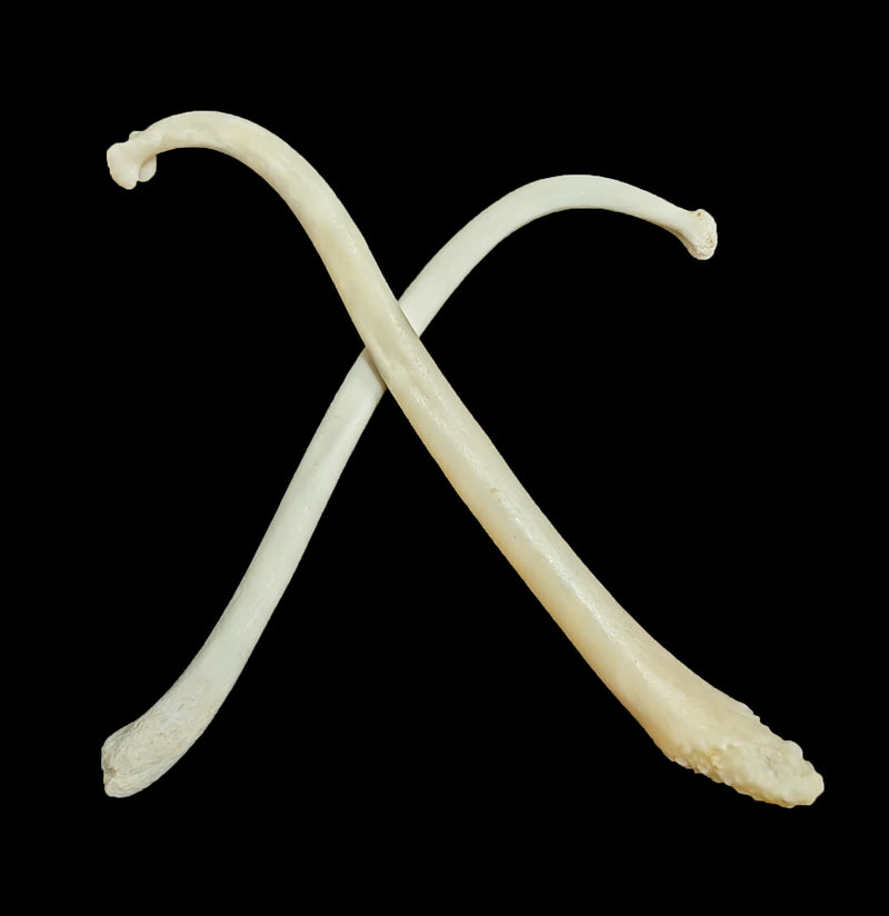 Raccoon Baculum Penis Bone-Bones-Black Bear Haversack-PaxtonGate