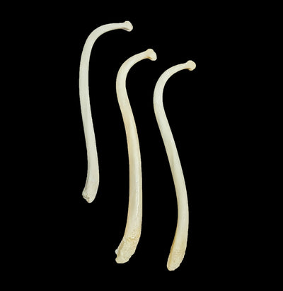 Raccoon Baculum Penis Bone-Bones-Black Bear Haversack-PaxtonGate