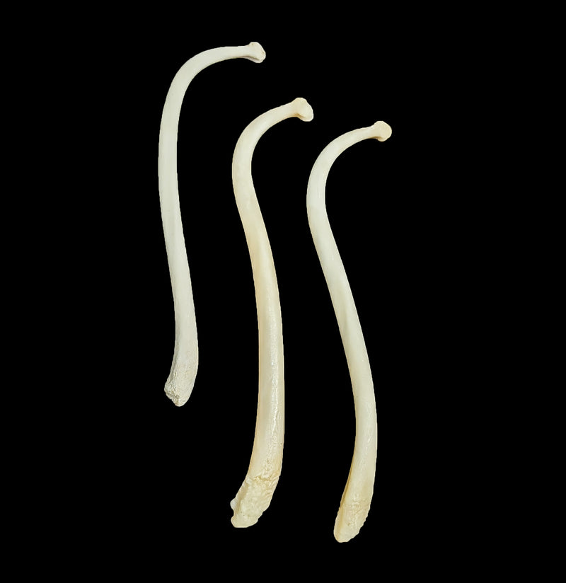 Raccoon Baculum Penis Bone-Bones-Black Bear Haversack-PaxtonGate