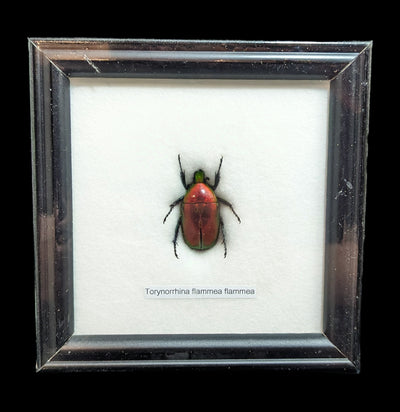 Assorted Riker Mounted Beetles-Insects-World Buyers-PaxtonGate