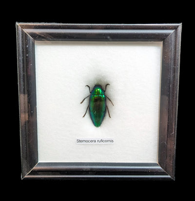 Riker Mounted Beetle-Insects-World Buyers-PaxtonGate
