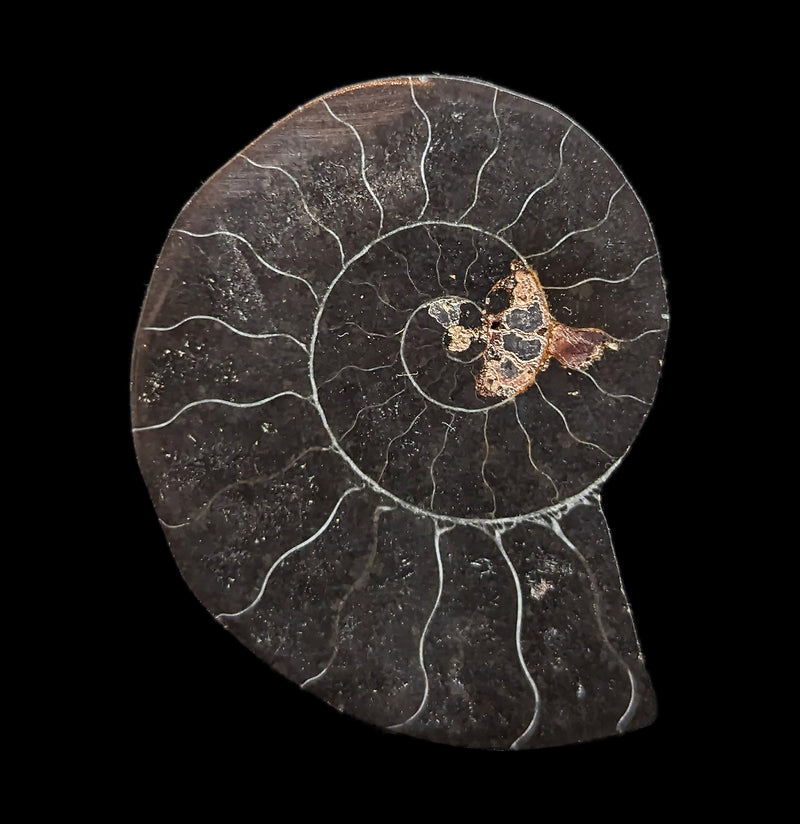 Agatized Black Ammonite Fossil-Fossils-Enter the Earth-PaxtonGate