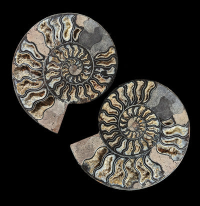 Agatized Black Ammonite Fossil Pair-Fossils-Enter the Earth-PaxtonGate