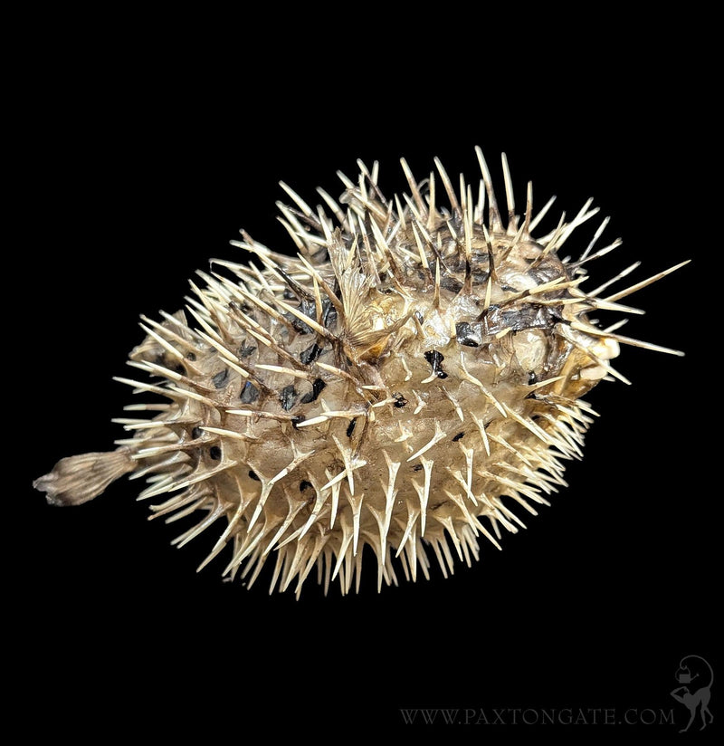 Taxidermy Blowfish-Sea Life-Tideline-PaxtonGate