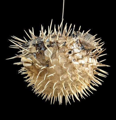 Taxidermy Blowfish-Sea Life-Tideline-PaxtonGate