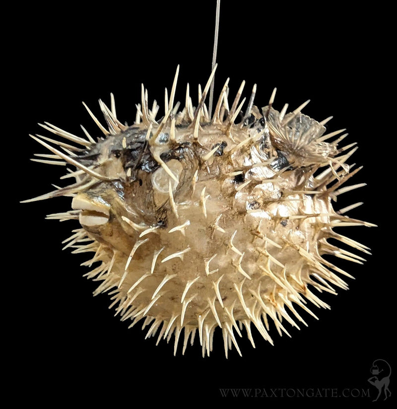 Taxidermy Blowfish-Sea Life-Tideline-PaxtonGate