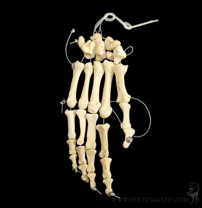 Human Articulated Hand-Skulls & Bones-Jennifer Jones-PaxtonGate