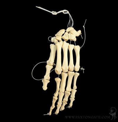 Human Articulated Hand-Skulls & Bones-Jennifer Jones-PaxtonGate