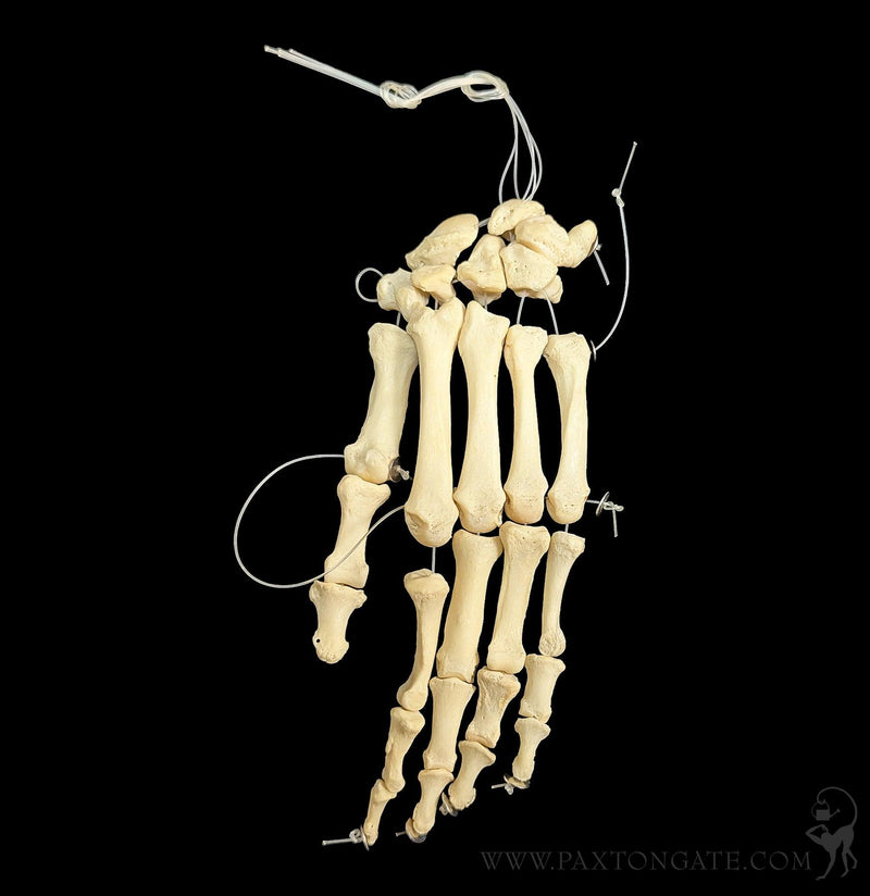 Human Articulated Hand-Skulls & Bones-Jennifer Jones-PaxtonGate
